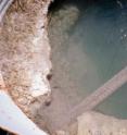 A 94°C geothermal pool, with a level-maintaining siphon, near Gerlach, Nevada. Sediment from the floor of this pool was enriched on pulverized miscanthus at 90°C and subsequently transferred to filter paper in order to isolate microbes able to subsist on cellulose alone. A 94°C geothermal pool, with a level-maintaining siphon, near Gerlach, Nevada. Sediment from the floor of this pool was enriched on pulverized miscanthus at 90°C and subsequently transferred to filter paper in order to isolate microbes able to subsist on cellulose alone.