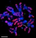 Heterochromatin borders are 'hotspots' for the formation of new kinetochores outside the centromere: Antibody-staining of fixed chromosomes of Drosophila cells during cell division. The double green arrow indicates normal endogenous kinetochores, the white arrow indicates newly-formed ectopic kinetochores (green: centromere-specific histone; blue: DNA; red: euchromatin). Scale: 3 micrometres.