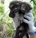 Two fisher kits being weighed by researchers on California's Hoopa Valley Indian Reservation.  A WCS study documented a region-wide decline of these important predators.