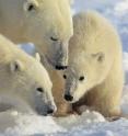 An international team of scientists has discovered that the female ancestor of all living polar bears was a brown bear that lived in the vicinity of present-day Britain and Ireland just prior to the peak of the last ice age -- 20,000 to 50,000 years ago. The research is expected to help guide future conservation efforts for polar bears, which are listed as threatened under the Endangered Species Act. Climate change has forced polar and brown bears to share habitats. Occasionally, the two species interbreed and produce hybrid bears.