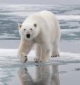 An international team of scientists has discovered that the female ancestor of all living polar bears was a brown bear that lived in the vicinity of present-day Britain and Ireland just prior to the peak of the last ice age -- 20,000 to 50,000 years ago. The research is expected to help guide future conservation efforts for polar bears, which are listed as threatened under the Endangered Species Act. The research team analyzed 242 brown-bear and polar-bear mitochondrial-DNA lineages.
