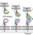 An illustration of how two atlastin proteins, each anchored in a separate membrane, bind to one another to initiate membrane fusion. The protein's tail (light blue) plays a key role in initiating fusion.