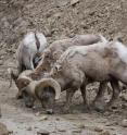 This image illustrates animals' salt-seeking behavior, as three male bighorn sheep discover a natural salt lick along Guanella Pass, a few miles south of Georgetown, Colorado.