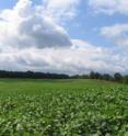 Fields with soybean crops dominate large areas of US midwestern landscapes.