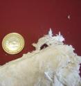 This is an image of macroscopic sepiolite fibers from Norway, with next to it a 1 Euro coin for comparison of size.