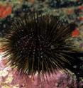 Sea urchins (<I>Paracentrotus lividus</I>) can only fight off the invasion during its early stages.