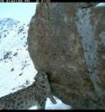 This is a snow leopard captured by remote camera in Afghanistan.  A team of researchers from the Wildlife Conservation Society have discovered a surprisingly healthy population of these elusive big cats.