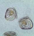 These are veliger-stage larvae of the California mussel, <I>Mytilus californianus</I>.