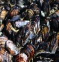 These are adult California mussels.