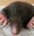 This is a European mole (<I>Talpa europaea</I>).