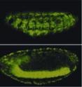 The SAGA complex, a transcriptional co-activator, plays an important role in tissue-specific gene expression. A subunit of the complex  was tagged with green fluorescent protein in the musculature (top) or nervous system of <I>Drosophila</I> embryos (bottom).