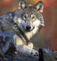 Wolves are among the many "apex predators" that have been affected by human activities.