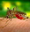 Recognized by white markings on the legs, a mosquito of the species <i>Aedes aegypti</i> feeds on human blood.
