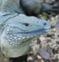 Ranging between gray and turquoise blue in color, male iguanas become bluer during the mating season.