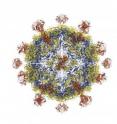 The spiky capsid shell of the astrovirus believed responsible for a form of juvenile diarrhea contains and protects single-strand RNA until it can be delivered to a cell.