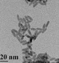 A new UB study indicates that intact cadmium selenide quantum dots, like the ones pictured here, including those with a "protective" zinc sulfide shell, will partially degrade in soil over time.