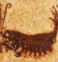 This is a <I>Coxoplectoptera</I>larva.