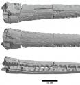 SMU paleontologist Thomas L. Adams created 3D scans of the 96-million-year-old fossil snout he identified as that of the prehistoric Terminonaris.

Adams identified the reptile primarily from its long snout, which measures more than 2 feet long and 7 inches wide, or 62 centimeters.

With a snout that long, Adams estimates the head would have been about one meter long.