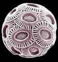 The phytoplankton <I>Emiliania huxleyi</I> offers new clues about marine viruses and algae.