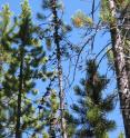 This is a healthy lodgepole pine with multiple cones.