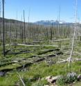 This is a lodgepole pine forest after a forest fire.