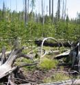 This is a lodgepole pine forest in the Yellowstone area
regrowing after a fire.