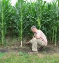 Kentucky blugrass with no till provides yields of 200 bushels per acre in the research plots.