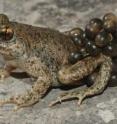 This is a male common midwife toad (<I>Alytes obstetricans</I>).