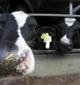 Cattle fitted with "RFID" ear tags to monitor changes in feeding behavior which may indicate the early signs of disease. Part of a research project by the School of Agriculture, Food and Rural Development at Newcastle University's Cockle Park Farm in Northumberland, UK.