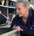 Cows fitted with "RFID" ear tags to monitor changes in feeding behavior which may indicate the early signs of illness.  Pictured with project lead, Ph.D. student Ollie Szyszka from the School of Agriculture, Food and Rural Development at Newcastle University, UK.