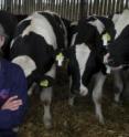 Cows fitted with "RFID" ear tags to monitor changes in feeding behavior which may indicate the early signs of illness.  Pictured with project lead, Ph.D. student Ollie Szyszka from the School of Agriculture, Food and Rural Development at Newcastle University, UK.