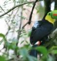 This is a wild toucan in the rainforest at Gamboa, wearing a backpack containing a GPS transmitter and accelerometer.