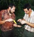 Researchers Reinhard Vohwinkel, left, and Roland Kays attach a high-tech backpack to a wild toucan. The backpacks are designed to fall off the birds after 10 days.