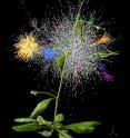 The image shows an <I>Arabidopsis</I> plant overlaid on a network map of protein-protein interactions.
The clusters of colors represent "communities" of interacting proteins that are enriched in specific plant processes. The image shows an <I>Arabidopsis</I> plant overlaid on a network map of protein-protein interactions.
The clusters of colors represent "communities" of interacting proteins that are enriched in specific plant processes.