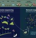 Researchers have created an interaction network map for the plant <i>Arabidopsis thaliana</i>, illuminating protein-protein relationships and doubling the knowledge that existed previously. Researchers have created an interaction network map for the plant <i>Arabidopsis thaliana</i>, illuminating protein-protein relationships and doubling the knowledge that existed previously.