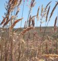 At Tom's Point in Marin Co., Calif., near Tomales Bay, the exotic grass <I>Holcus lanatus </I>is common.