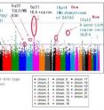 This chart shows the results of a genome-wide association study on adult asthma (1,532 patients, 3,304 controls)