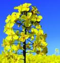 This is oilseed rape in flower.