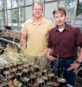 University of Illinois animal biology professor and department head Ken Paige (right) and doctoral student Daniel Scholes discovered that some plants multiply their chromosomes without undergoing cell division after they have been grazed, a process that boosts their productivity above that of plants not damaged by grazing.