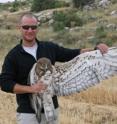 This is Guilad Friedemann of Tel Aviv University with a short-toed eagle in the Judean Foothills.