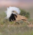 This photo is of a male Houbara bustard.