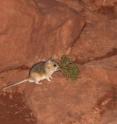 A white-throated woodrat carries a sprig of toxic juniper as it runsamong rocks at night. This rat species normally eats several toxic plant species in amounts too small to cause poisoning. University of Utahresearchers found that when the white-throated woodrat is given a diet with too much of one toxic plant, juniper, it limits its food intake and drinks more water so it doesn't become ill.
