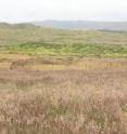 Invasive velvetgrass (<i>Holcus lanatus</i>) successfully marching across the Bodega Marine Lab Reserve eliminating native species such as the seaside daisy (<i>Erigeron glaucus</i>) in the California coastal prairie.