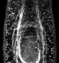 Planaria have a network of fine tubules (shown in white) running throughout their bodies. The tubules are connected to bulb-like structures called flame cells. These cells contain cilia, which move the fluids toward the excretory pores located throughout the epidermis.