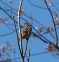 Research conducted at Queen's University Biological Statio in Kingston, Canada, suggests that song-sharing amongst song sparrow populations is actually an aggressive behavior, akin to flinging insults back and forth.
