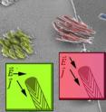 Carbon nanofibers at the interface between non-conductive (left) and conductive (right) substrates do not align with the electrical field (E), but rather orient along the ion flux lines. Controlling the direction of the ion flux provides the means to grow oriented nanofibers even on insulating materials, thereby greatly extending the application space for this important nanoscale material.