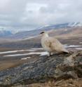 This is a male Svalbard rock ptarmigan.