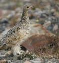 This is a female Svalbard rock ptarmigan.