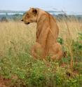 Lions once roamed through southern Europe but were displaced by people. Reintroducing them to countries like Greece could generate badly needed revenues from tourism.