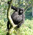 Will gorillas one day climb trees in Spain?